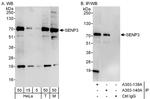 SENP3 Antibody in Western Blot (WB)