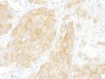 14-3-3 theta Antibody in Immunohistochemistry (Paraffin) (IHC (P))