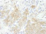 14-3-3 theta Antibody in Immunohistochemistry (Paraffin) (IHC (P))