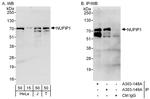 NUFIP1 Antibody in Western Blot (WB)