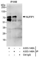 NUFIP1 Antibody in Immunoprecipitation (IP)