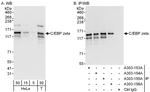 C/EBP zeta Antibody in Western Blot (WB)