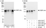 C/EBP zeta Antibody in Western Blot (WB)