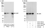 UNR Antibody in Western Blot (WB)