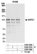 GCFC1 Antibody in Immunoprecipitation (IP)