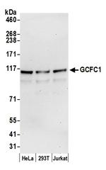 GCFC1 Antibody in Western Blot (WB)