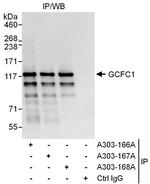 GCFC1 Antibody in Immunoprecipitation (IP)