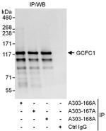 GCFC1 Antibody in Immunoprecipitation (IP)