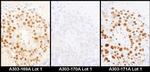 HDGF Antibody in Immunohistochemistry (Paraffin) (IHC (P))