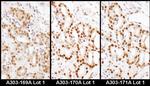 HDGF Antibody in Immunohistochemistry (Paraffin) (IHC (P))