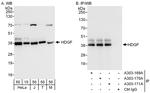 HDGF Antibody in Western Blot (WB)