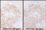 SRF Antibody in Immunohistochemistry (Paraffin) (IHC (P))