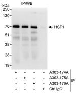 HSF1 Antibody in Immunoprecipitation (IP)