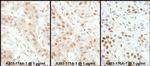 HSF1 Antibody in Immunohistochemistry (Paraffin) (IHC (P))