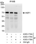 HSF1 Antibody in Immunoprecipitation (IP)