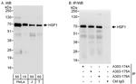 HSF1 Antibody in Western Blot (WB)