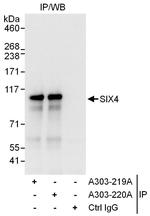 SIX4 Antibody in Immunoprecipitation (IP)