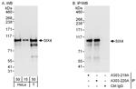 SIX4 Antibody in Western Blot (WB)