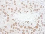 TDP43 Antibody in Immunohistochemistry (Paraffin) (IHC (P))