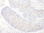 TDP43 Antibody in Immunohistochemistry (Paraffin) (IHC (P))