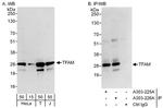 TFAM Antibody in Western Blot (WB)