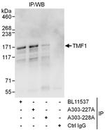 TMF1 Antibody in Western Blot (WB)