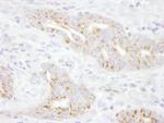 TXNIP Antibody in Immunohistochemistry (Paraffin) (IHC (P))