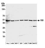 YB1 Antibody in Western Blot (WB)