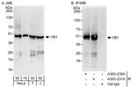 YB1 Antibody in Western Blot (WB)