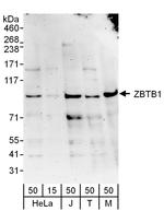 ZBTB1 Antibody in Western Blot (WB)