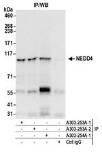 NEDD4 Antibody in Immunoprecipitation (IP)