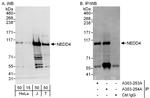 NEDD4 Antibody in Western Blot (WB)