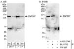 ZNF507 Antibody in Western Blot (WB)