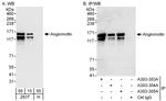 Angiomotin Antibody in Western Blot (WB)