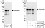 Angiomotin Antibody in Western Blot (WB)