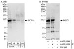 BICD1 Antibody in Western Blot (WB)