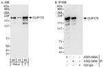 CLIP170 Antibody in Western Blot (WB)