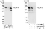 CLIP170 Antibody in Western Blot (WB)