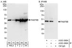 FAM76B Antibody in Western Blot (WB)