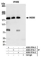 INO80 Antibody in Immunoprecipitation (IP)