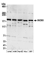 INO80 Antibody in Western Blot (WB)