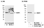 EGR1 Antibody in Western Blot (WB)