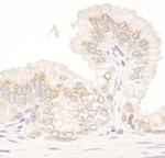 GM130 Antibody in Immunohistochemistry (Paraffin) (IHC (P))