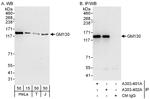 GM130 Antibody in Western Blot (WB)