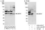 UBXN1 Antibody in Western Blot (WB)