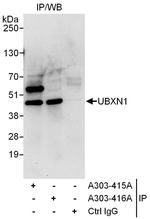 UBXN1 Antibody in Immunoprecipitation (IP)