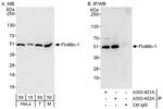 Flotillin-1 Antibody in Western Blot (WB)