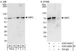 IMP3 Antibody in Western Blot (WB)