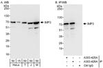 IMP3 Antibody in Western Blot (WB)