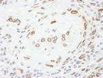 Lamin-A Antibody in Immunohistochemistry (Paraffin) (IHC (P))